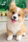 Prodm tata Pembroke Welsh Corgi.