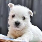 Prodm tata West Highland White Terriers