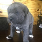 Prodm tata italskho Cane Corso