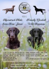 Prodej tat plemeno flatcoated retriever