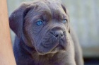 Cane Corso tata DOPORUEN