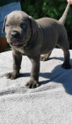 Cane Corso tata DOPORUEN