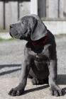 Prodm tata Cane Corso