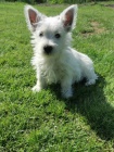 Prodm tata West Highland White Terriers