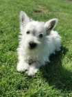 Prodm tata West Highland White Terriers