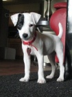 Prodm tata jack russell terira.