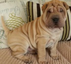 Prodm zdrav tata okovan shar-pei.