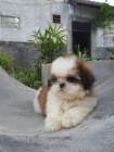 Prodm tata SHIH TZU