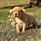 Labradorsk� retr�vr s PP~ Fenecka