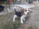 Beagle tata na prodej