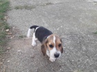 Beagle tata na prodej