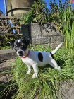 Prodm tata jack russell terira.