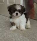 Prodm tata SHIH TZU