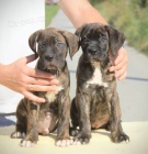 Cane Corso tata