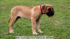 Presa Canario krsn ttka