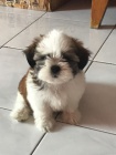 Prodm tata SHIH TZU