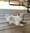 tata shiba inu