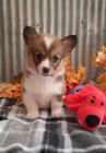 corgi, pembroke welsh