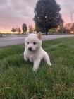 zdrav tata shiba inu