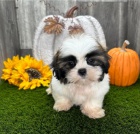 tata shih tzu