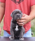 Prodm tata italskho Cane Corso