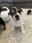 Prodm tata jack russell terira.