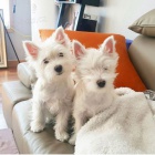 Prodm mini mini tata West Highland White Terriers