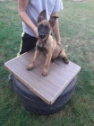 Belgick ovk malinois