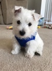 Prodm mini mini tata West Highland White Terriers