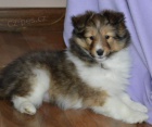 Prodm tata SHELTIE.