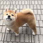 Prodm rozkon miminka tata shiba inu