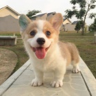 Prodm tata Pembroke Welsh Corgi.