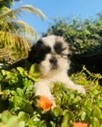 Prodm tata SHIH TZU