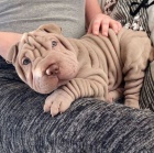 Prodm zdrav tata okovan shar-pei.