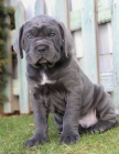 Prodm tata italskho Cane Corso