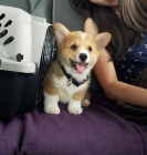 Prodm tata Pembroke Welsh Corgi.