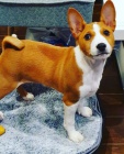 Prodm tata Basenji