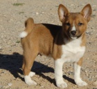 Prodm tata Basenji