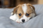 Welsh Corgi Pembroke - Chovatesk stanica CaramelAnarchy.sk