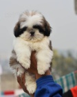 tata SHIH TZU k adopci