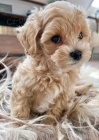 Prodm tata Maltipoo.