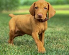 VIZSLA TATA K Adopci