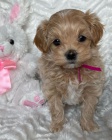 Prodm tata Maltipoo.