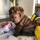 Prodm zdrav tata okovan shar-pei.