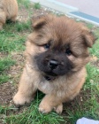 au au(chow chow) tata na prodej.