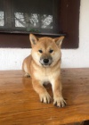 Shiba Inu tata