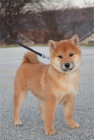 Shiba Inu tata