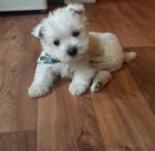 Prodm mini mini tata West Highland White Terriers