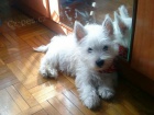 Prodm mini mini tata West Highland White Terriers