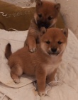 Shiba inu